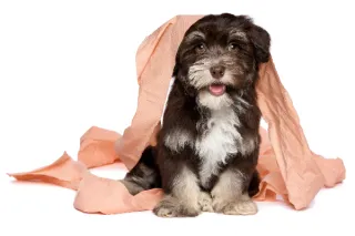 Best Ways to Potty Train a Havanese