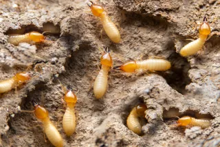 What To Do If You Suspect There Is A Termite Infestation In Your Home?