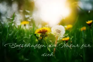 Wie die Natur dir jeden Tag Signale und Botschaften sendet, um dich liebevoll zu begleiten