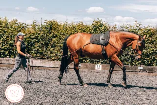 🐴 BLOG POST: From Burnout to Balance — What My Body (and My Horses) Were Trying to Tell Me