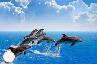 Do You Believe in Signs? (The Day Dolphins Answered Me)