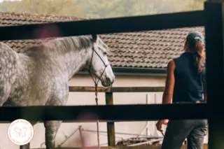 If Horses Spoke English, You'd Lose What You're Seeking