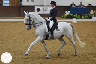 Age Is Just A Level: What My 64-Year-Old Client Taught Me About Horses and Internal Systems