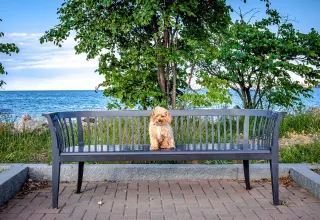 Training Beyond Sit: 4 Important Obedience Cues Your Dog Should Know