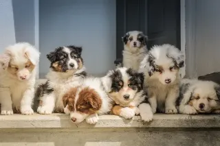 Proactive Puppy Socialization Tips for a Confident Dog