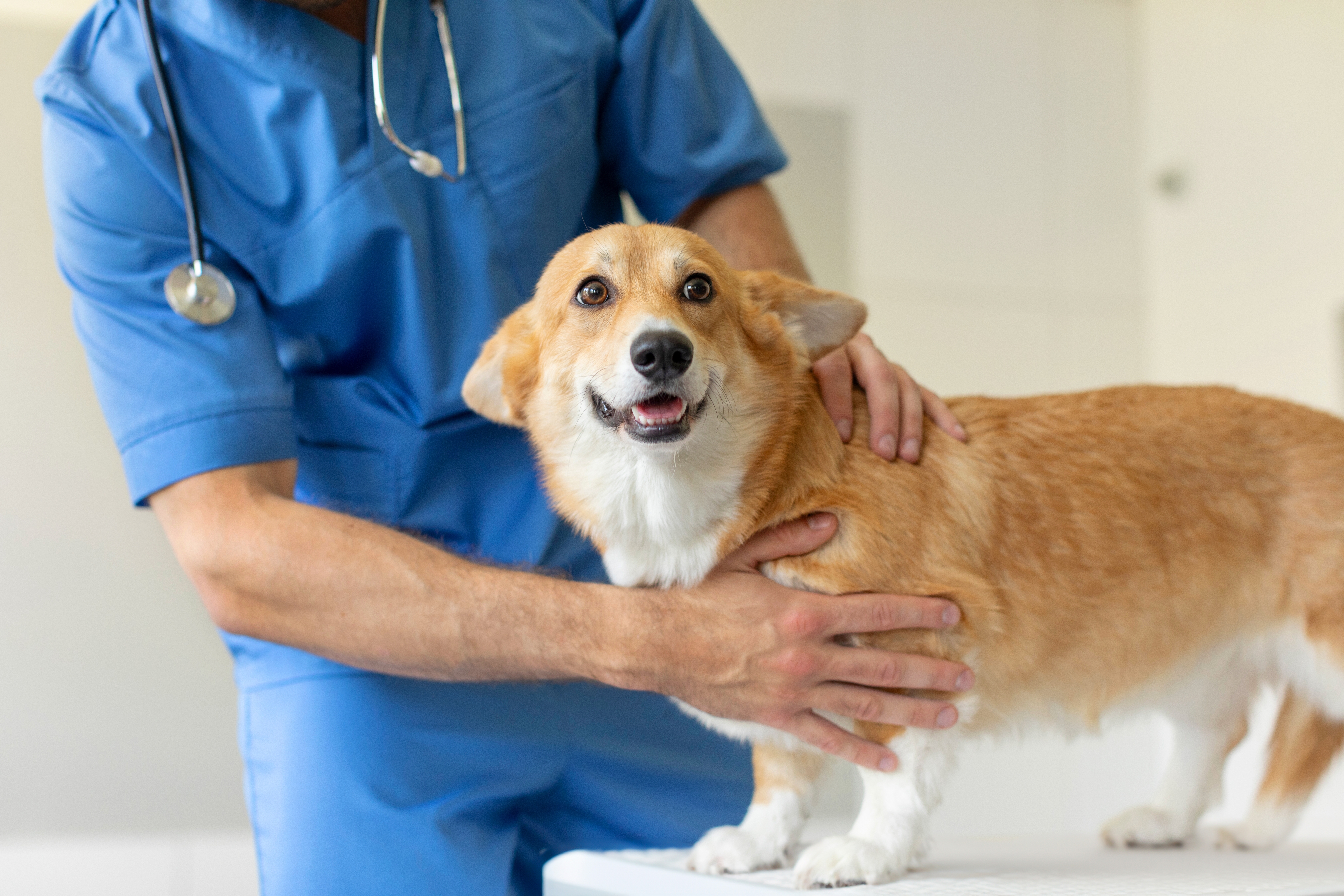 7 Tips for Calmer Vet Visits