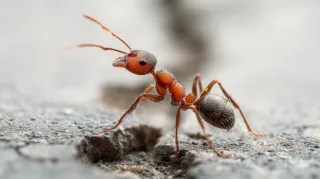 Back to School, But Not Pest-Free: Why Summer Pests Are Still a Problem in Portland, TX