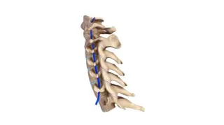 What Chiropractic Patients Need to Know About the Cervical Spine