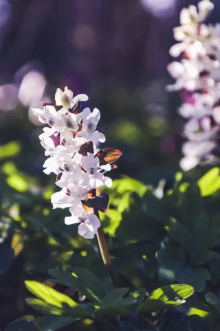 Ingredient Spotlight: The Topical Benefits of Yan Hu Suo (Corydalis)