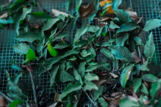 Top Reasons to Invest in Leaf Protection Systems