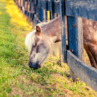 Can Horses Be Naughty?