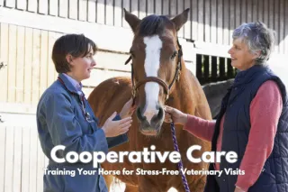 Cooperative Care: Training Your Horse for Stress-Free Veterinary Visits