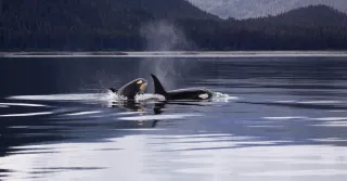 Explore the Beauty of Alaska: Your Must-See Destinations