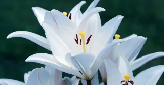 Of Lilies, Inflation, and Formal Dresses. God Provides. (Like, actually)