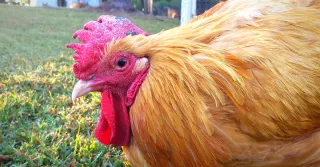 My Rooster Stabbed His Eye Out