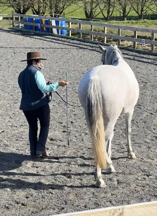 The Power of Groundwork: The Key to a Connected, Balanced, and Willing Horse