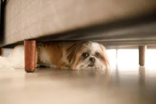 Holiday Fireworks Create Predictable Pet Disasters