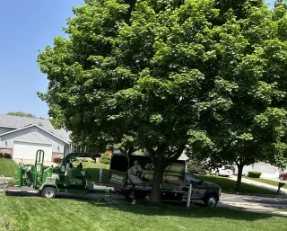 Regular Tree Maintenance Matters for Your Wisconsin Property