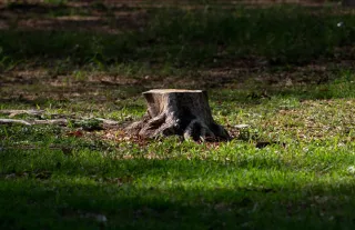 The Complete Guide to Stump Removal