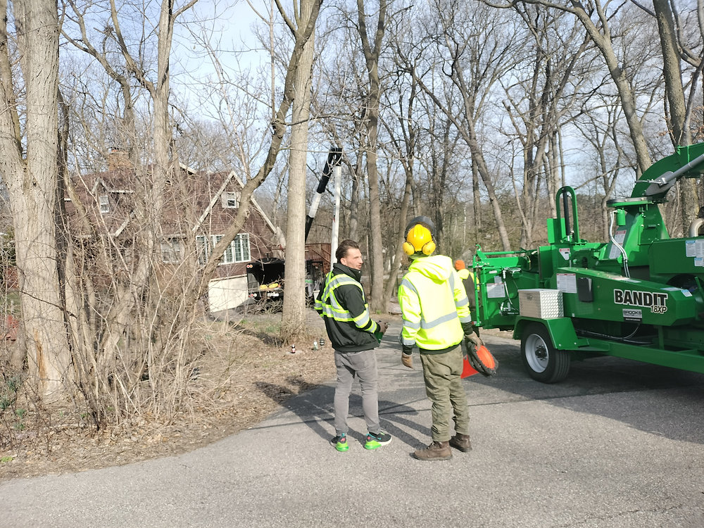 The Ultimate Guide To Tree Trimming in Madison, Wisconsin