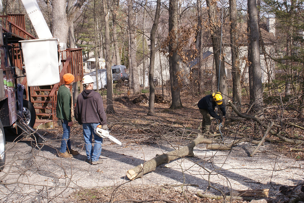 Answers to Common Tree Trimming Questions