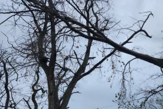 Is That Tree a Goner? The Ultimate Guide to Dead Tree Removal in Decatur, IL