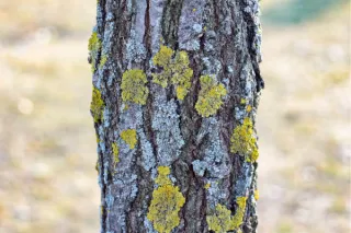 The Hidden Dangers of Neglecting Tree Service in Decatur, IL
