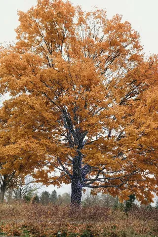 Case Study: Extreme Tree Service