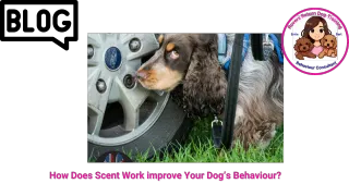 How Scent Work Improves Your Dog's Behaviour