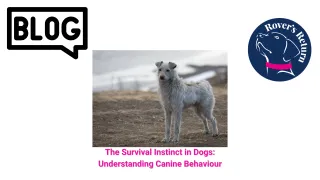 The Survival Instinct in Dogs: Understanding Canine Behaviour