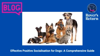 Effective Positive Socialisation for Dogs: A Comprehensive Guide