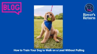 How to Train Your Dog to Walk on a Lead Without Pulling