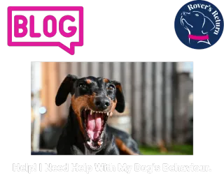 Help! I Need Help With My Dog’s Behaviour.