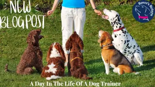 A Day In The Life Of A Dog Trainer