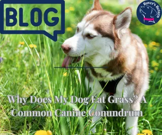 Why Does My Dog Eat Grass? A Common Canine Conundrum