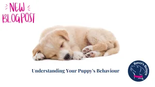 Understanding Your Puppy's Behaviour