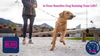 Is Your Reactive Dog Ruining Your Life?