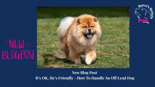 It's Ok He's Friendly - How To Handle An Off Lead Dog