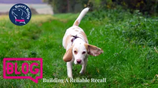 A Guide To Building A Reliable Recall