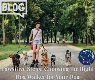 Pawsitive Steps: Choosing the Right Dog Walker for Your Dog