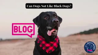 Why Does My Do React to Black Dogs? 