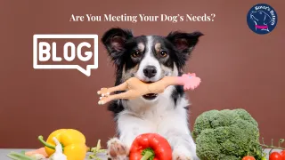 Beyond Good Boy, Understanding the Hierachy of Dog's Needs
