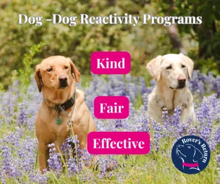 Five Ways To Calm A Reactive Dog