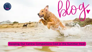 Keeping Our Canine Companions Cool in the Summer Heat