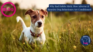 Why Bad Habits Stick: How Adverse & Reactive Dog Behaviours Are Conditioned