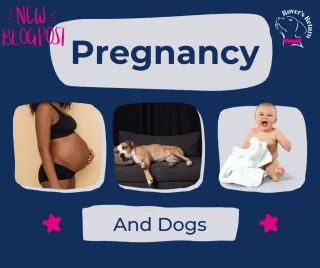 I’m Pregnant And My Dog Is Acting Weird: Helping Your Dog Adjust to Pregnancy
