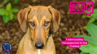 Understanding Disengagement in Dog Training