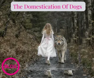 The Domestication Of Dogs