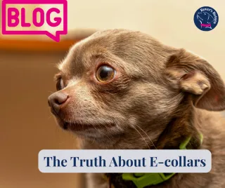 The Truth About Punishment, E-collars and Prongs Cause Harm