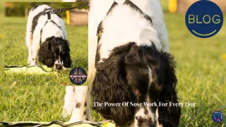 Unleashing The Power of Nose Work. Why Scent Work Is Essentiual For All Dogs